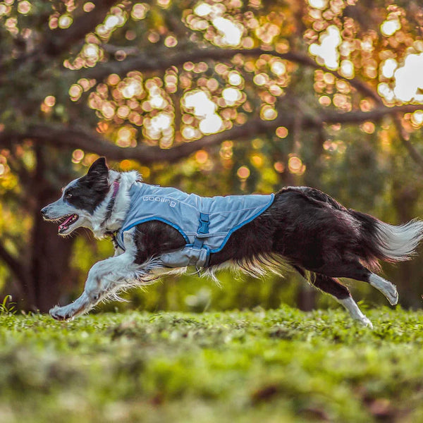 Dog Core Cooling Vest