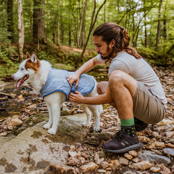 Dog Core Cooling Vest